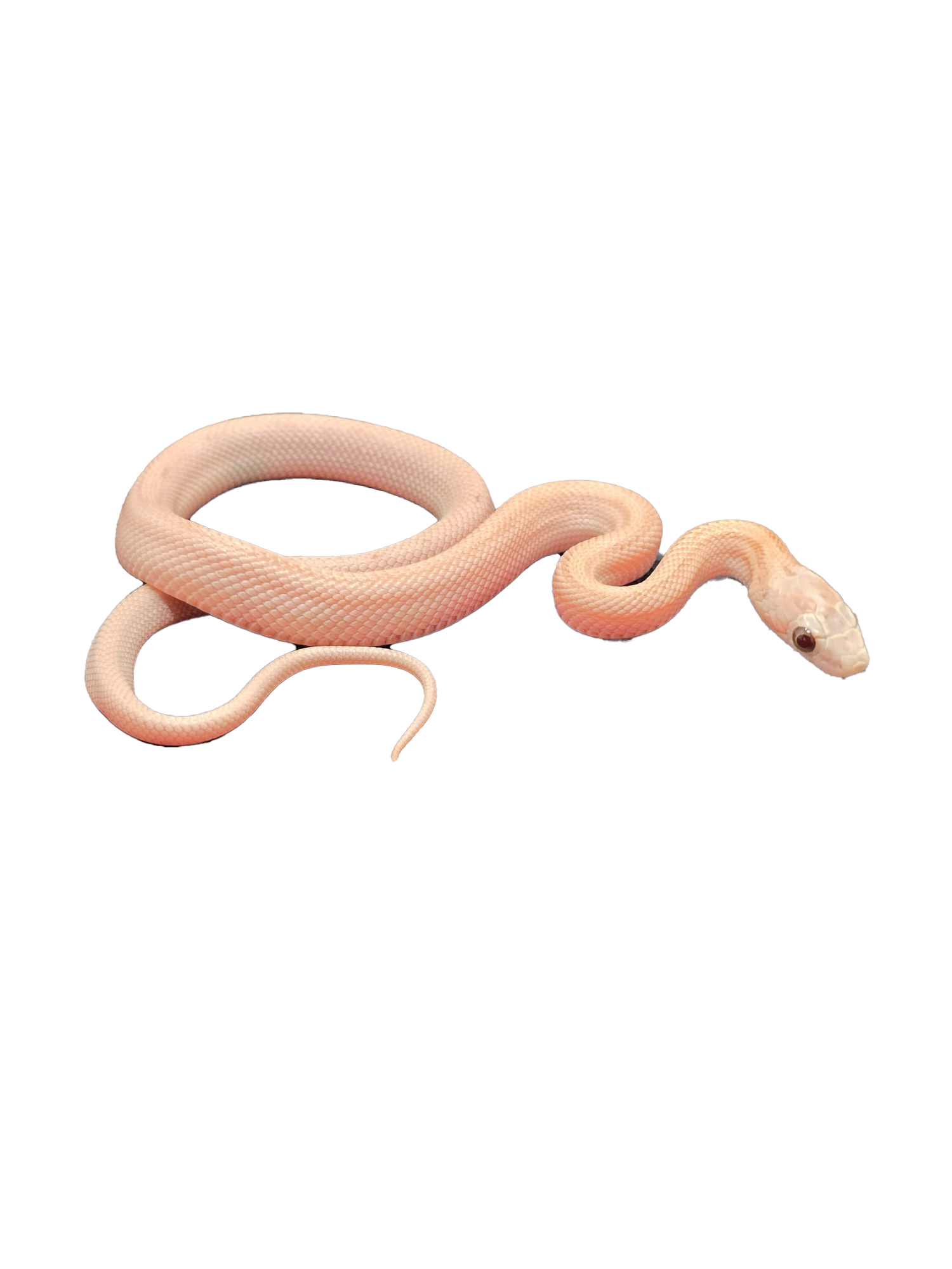 depositphotos_10898018-stock-photo-scaleless-corn-snake-pantherophis-guttatus-removebg-preview