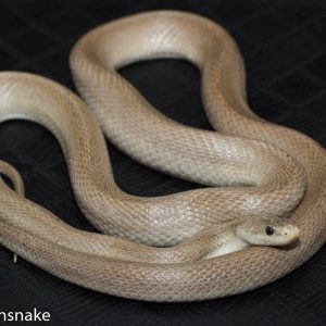 Freya
