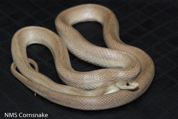 Freya