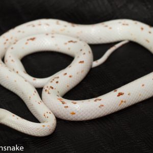 Ayla
